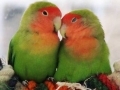 Lovely-Love-Birds